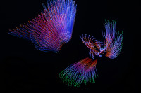 /album/ignis-brunensis-2024/dsc9153-a-9156-montaz-drony-voda-je-zivot-jpg/